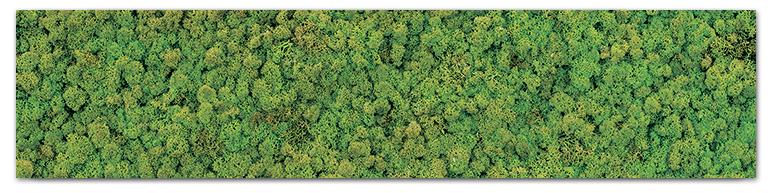Мох (Moss)