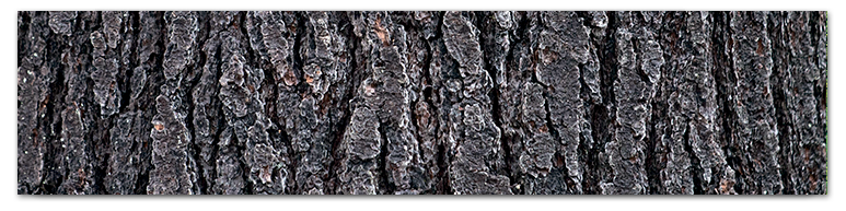 Кора (Bark)
